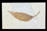 Fossil Leaf (Allophylus) From Wyoming - With Insect Predation #79543-1